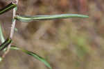 Willowleaf lettuce